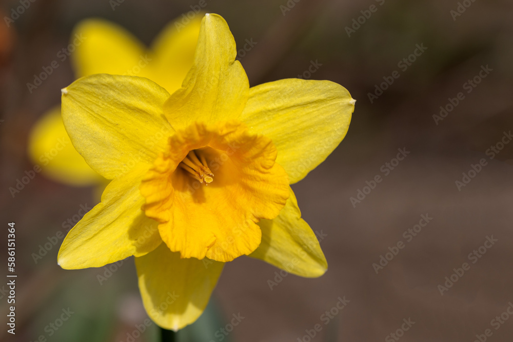 Flowers of yellow narcissus. Wonderful beautiful first spring flowers close-up in good quality. Beautiful floral background for a romantic greeting card Flowers of yellow narcissus. Wonderful beautiful first spring flowers close-up in good quality. Beautiful floral background for a romantic greeting card