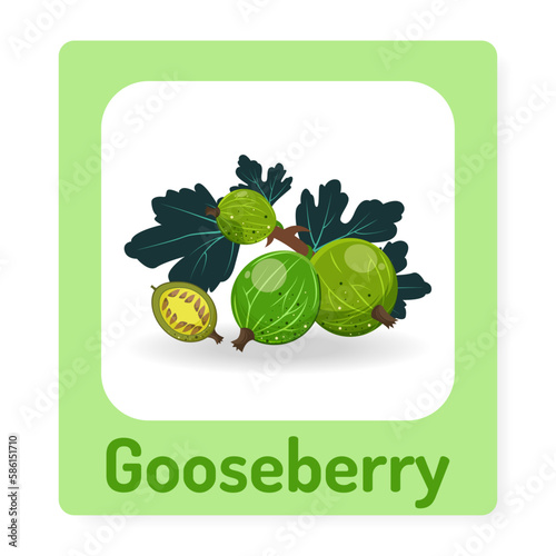 Cards for teaching children with ripe juicy gooseberries. Fruit alphabet. Preschool education. Vector illustration.