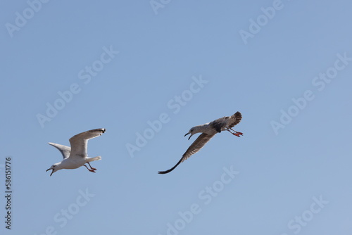 Seagulls in flight over Walcott Coast Norfolk UK