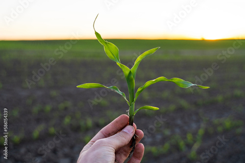 Farmer holding corn sprout with root and researching plant growth. Examining young green corn maize crop plant in cultivated agricultural field.