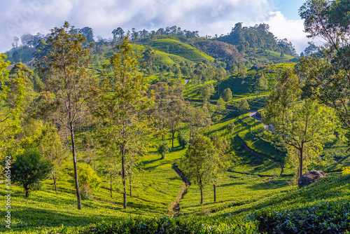 Tea plantations around Lipton's Seat near Haputale, Sri Lanka photo