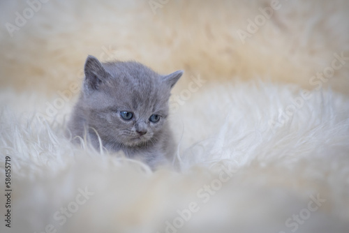 Mały kotek Brytyjski, puchowa kuleczka na puchowym dywanie