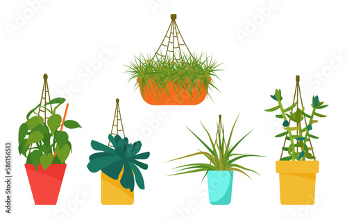 Set of house plants. Interior Scandinavian design. Design element. Vector illustration