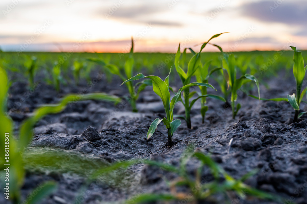 Close up young wheat seedlings growing in a field. Green wheat growing in soil. Close up young wheat seedlings growing in a field. Green wheat growing in soil.