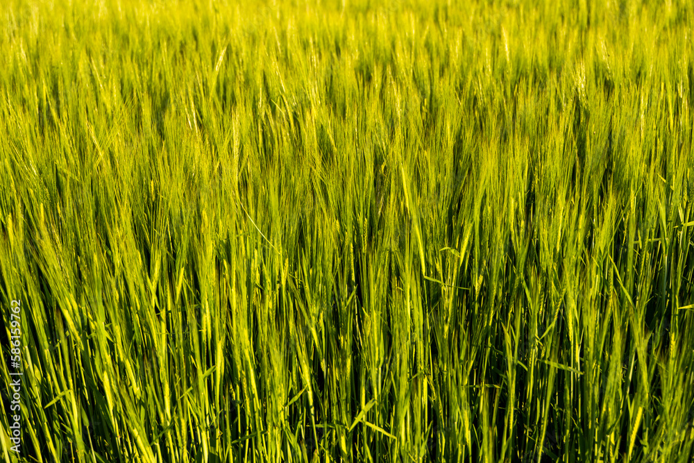 Ears of the green unripe barley. Agricultural field. Ears of the green unripe barley. Agricultural field.