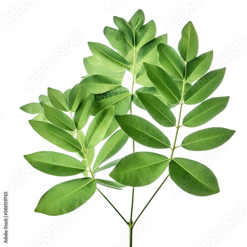 Green leaves of Homalomena plant Homalomena Rubescens ai generated
