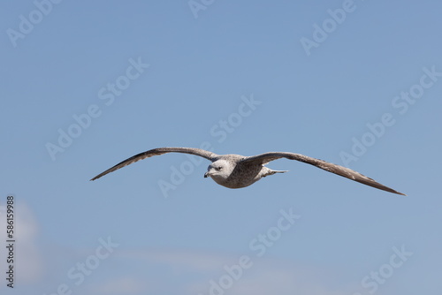 Seagulls in flight over Walcott Coast Norfolk UK