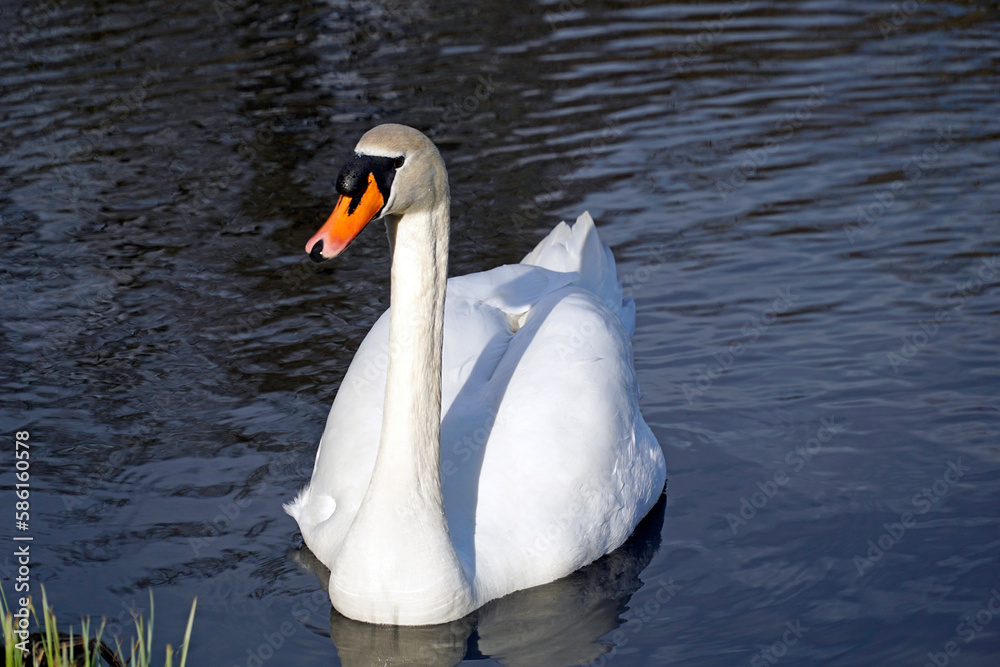 White swan swimming in water - front view White swan swimming in water - front view