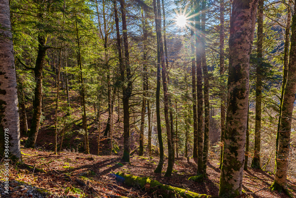 Obraz premium Camins del GR11