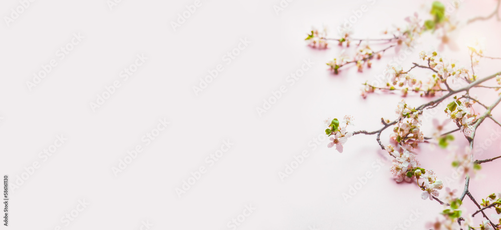 Springtime background with cherry blossom branches at pale pink background. Banner