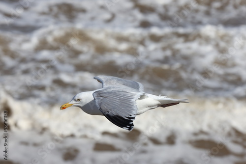 Seagulls in flight over Walcott Coast Norfolk UK photo