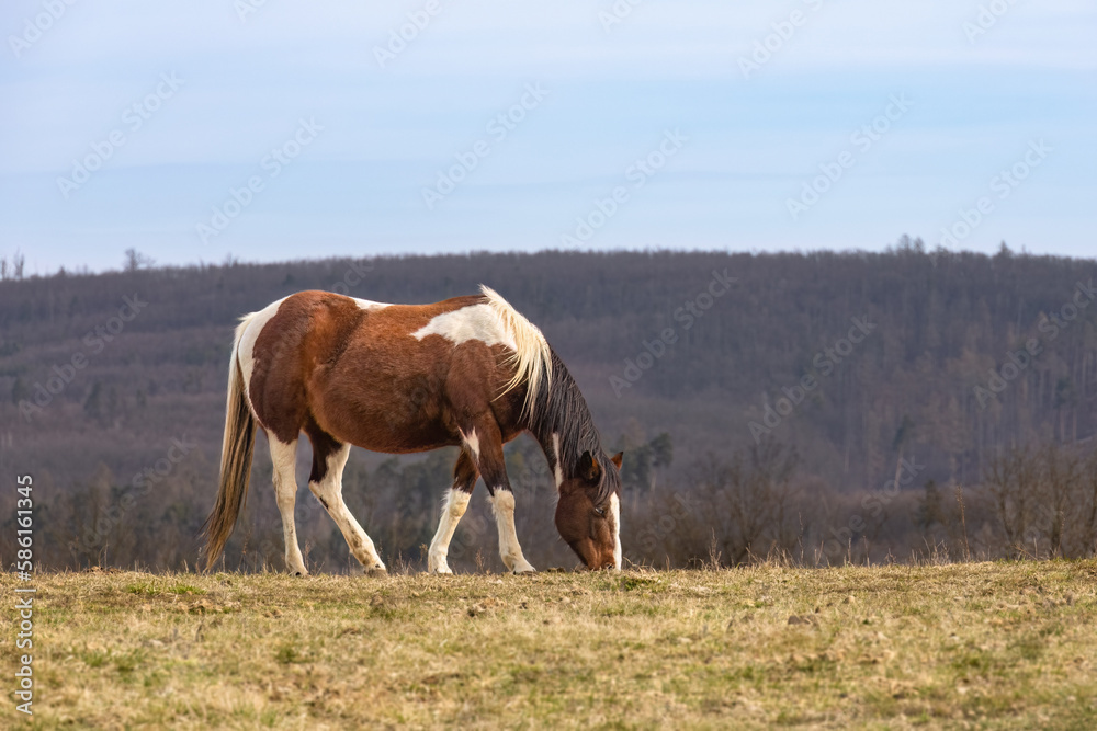 Horse grazing on pasture in spring landscape under blue sky
