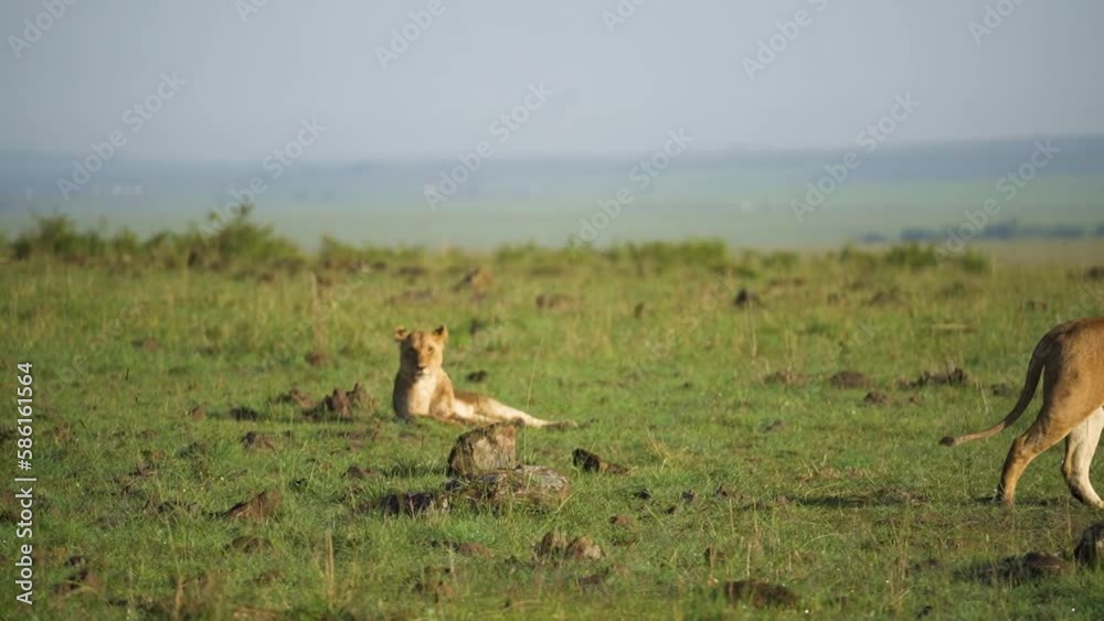 lion walking as another lion looks directly at camera
