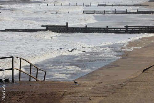 Seagulls in flight over Walcott Coast Norfolk UK