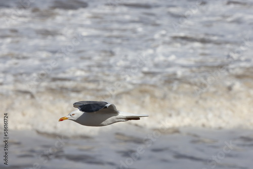 Seagulls in flight over Walcott Coast Norfolk UK