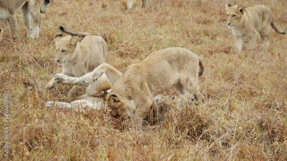 Pride Of Lions Playing Around On The Grass Pride Of Lions Playing Around On The Grass