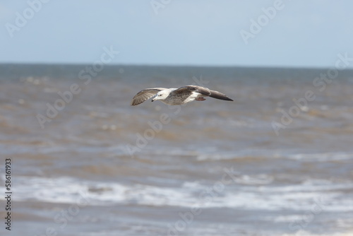 Seagulls in flight over Walcott Coast Norfolk UK