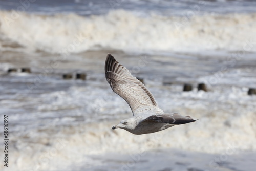 Seagulls in flight over Walcott Coast Norfolk UK