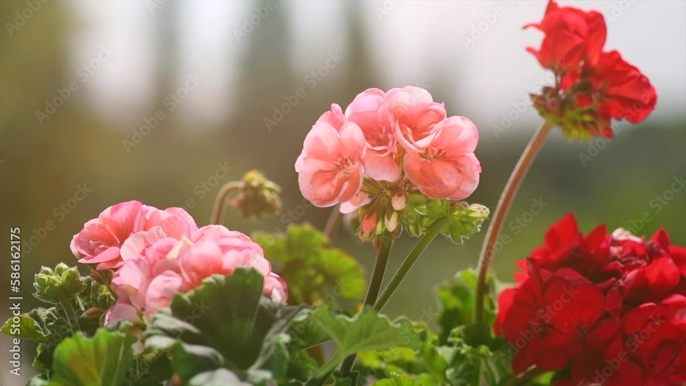 Vidéo Stock Geranium red and pink flowers. Beautiful geranium flower