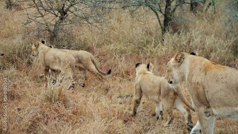 Lions And Cubs Passing By Logs And Leafless Plants Lions And Cubs Passing By Logs And Leafless Plants
