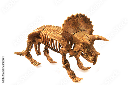 triceratop skeleton isolated © jonnysek
