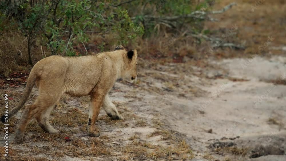 Cub Standing And Following Another Cub Cub Standing And Following Another Cub