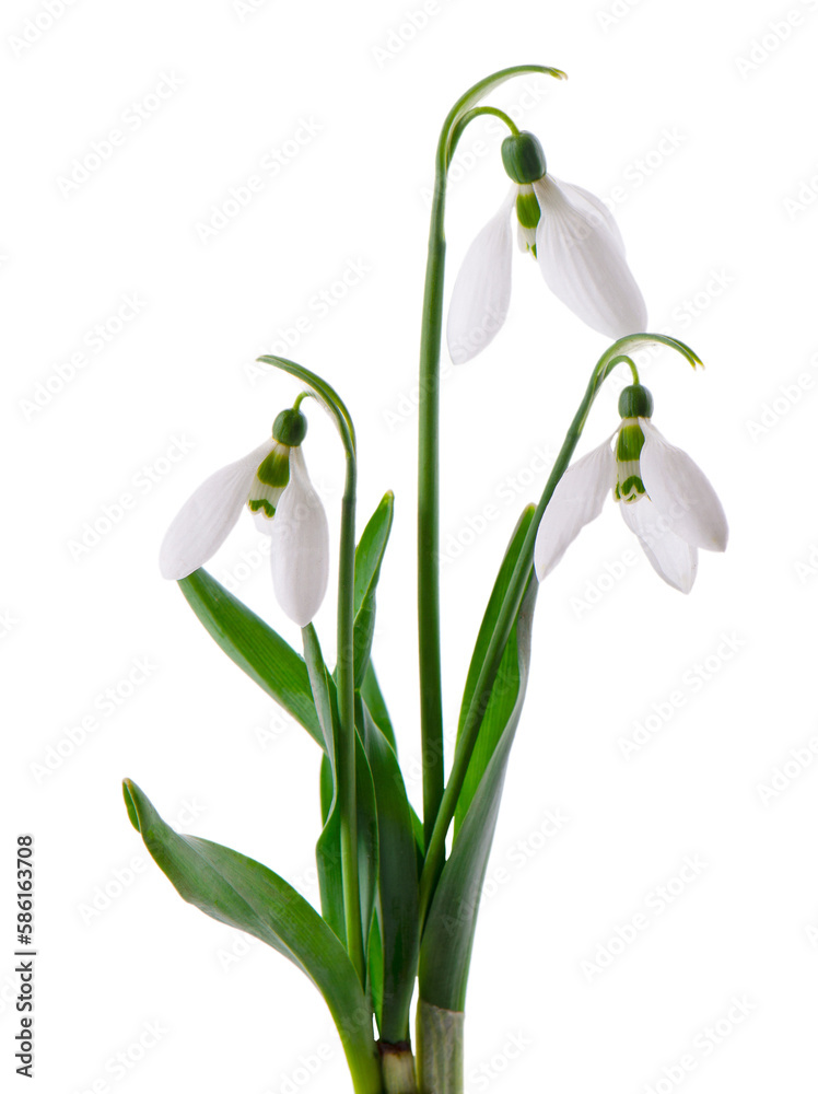 Snowdrop flowers isolated on white background. Beautiful spring flowers. Snowdrop flowers isolated on white background. Beautiful spring flowers.