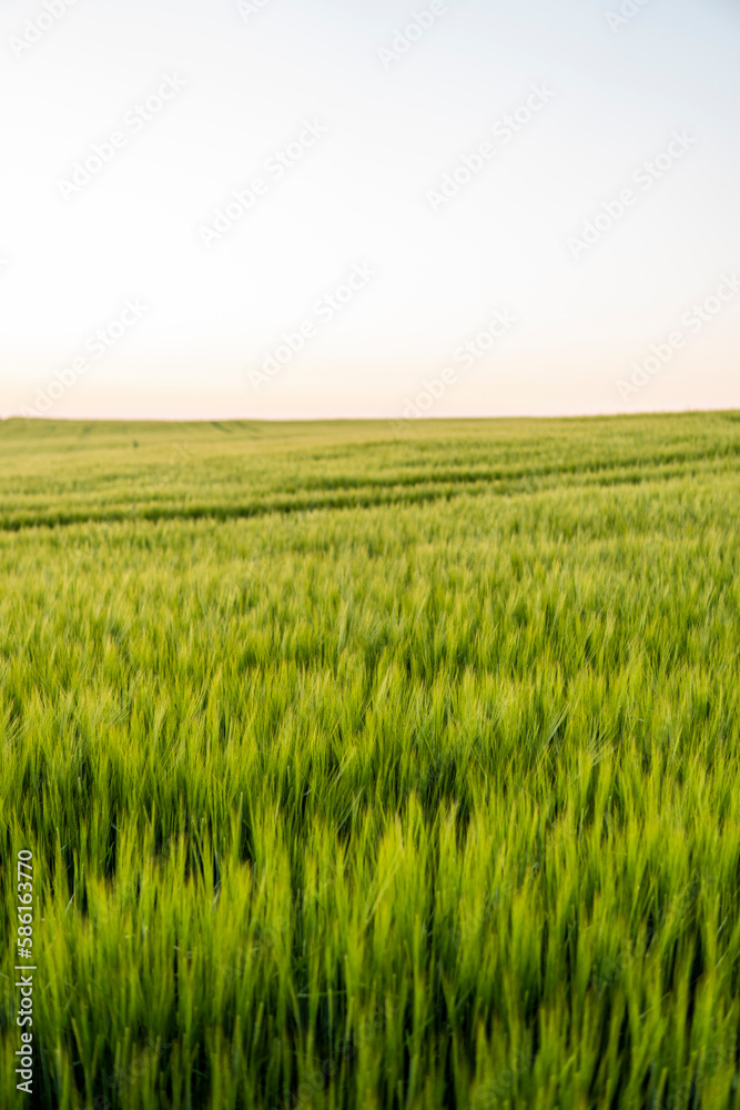 Young green barley growing in agricultural field in spring. Unripe cereals. The concept of agriculture, organic food. Barleys sprout growing in soil. Close up on sprouting barley in sunset.