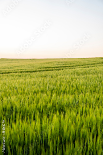 Young green barley growing in agricultural field in spring. Unripe cereals. The concept of agriculture, organic food. Barleys sprout growing in soil. Close up on sprouting barley in sunset.