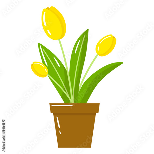 Vector yellow tulip flowers in pot isolated on white background. Spring plants illustration.