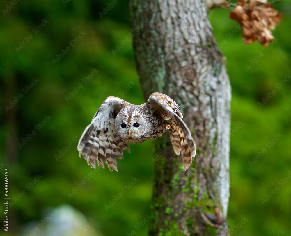 Little Owl (Athene noctua) nocturnal bird flying at dawn hunting for prey on Czech Republic countryside in Europe