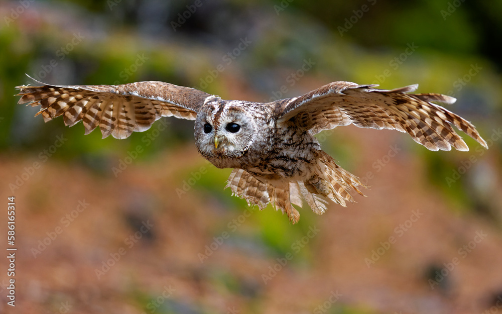 Obraz premium Little Owl (Athene noctua) nocturnal bird flying at dawn hunting for prey on Czech Republic countryside in Europe