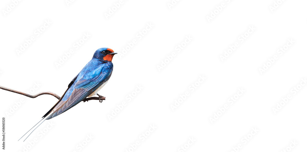 barn swallow on a wire isolated on white