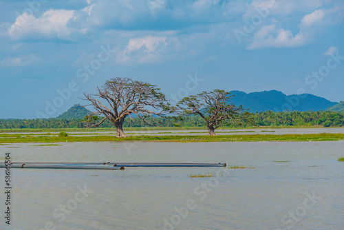 Tissa Weva lake at Sri Lanka photo