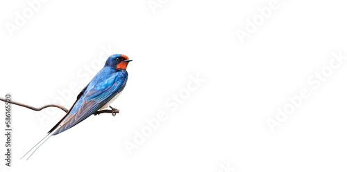 barn swallow on a wire isolated on white