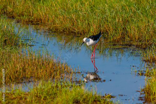 Black-winged Stilt at Bundala national park in Sri Lanka photo