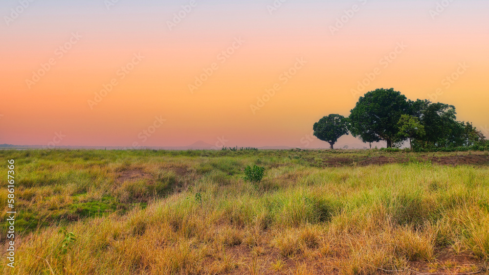 Naklejka premium sunset in the field, Odisha