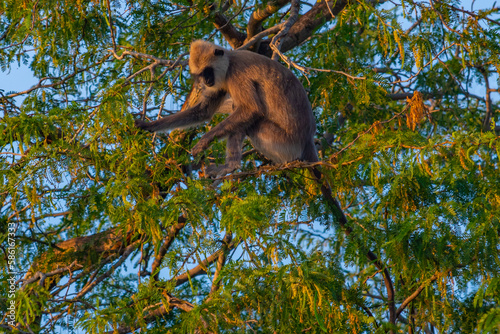 Purple-faced langurs at Bundala national park in Sri Lanka photo