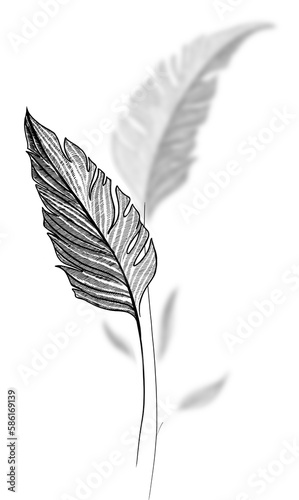 black and white plants illustration 