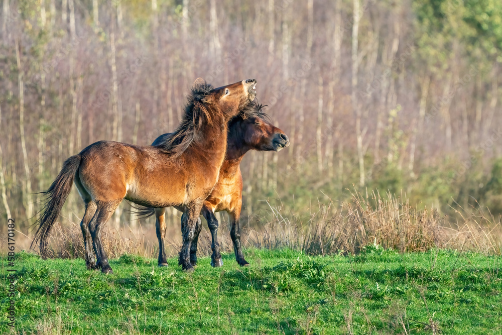 Two fighting wild brown Exmoor ponies, against a forest and reed background. Biting, rearing and hitting. autumn colors in winter. The Netherlands. Selective focus,fight, two animals