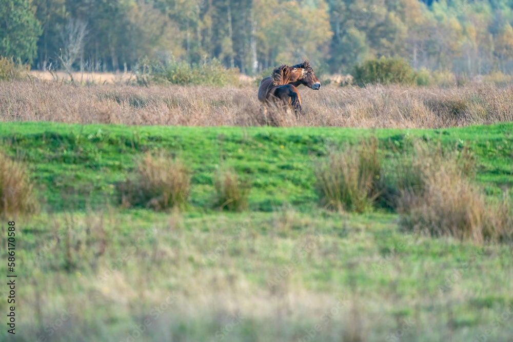 Two fighting wild brown Exmoor ponies, against a forest and reed background, nature reserve in Fochteloo, autumn colors in winter. The Netherlands. Selective focus, lonely, one animal.