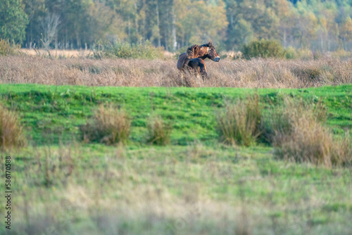 Obraz na płótnie Two fighting wild brown Exmoor ponies, against a forest and reed background, nature reserve in Fochteloo, autumn colors in winter. The Netherlands. Selective focus, lonely, one animal. w salonie