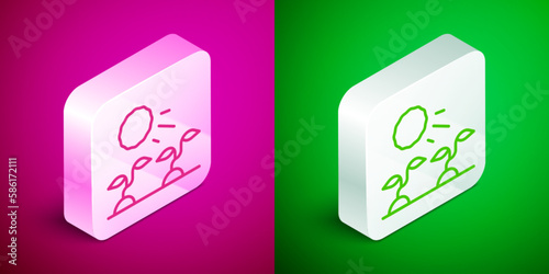 Isometric line Plant sprouts grow in the sun icon isolated on pink and green background. Seedling concept. Silver square button. Vector