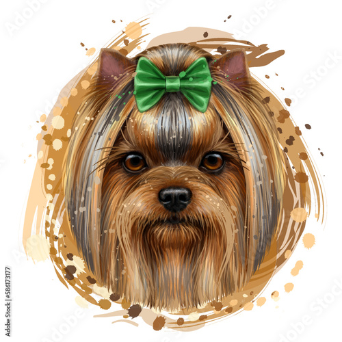 Yorkshire terrier. A color, artistic image of the head of a Yorkshire terrier in watercolor style on a white background. Digital vector graphics.