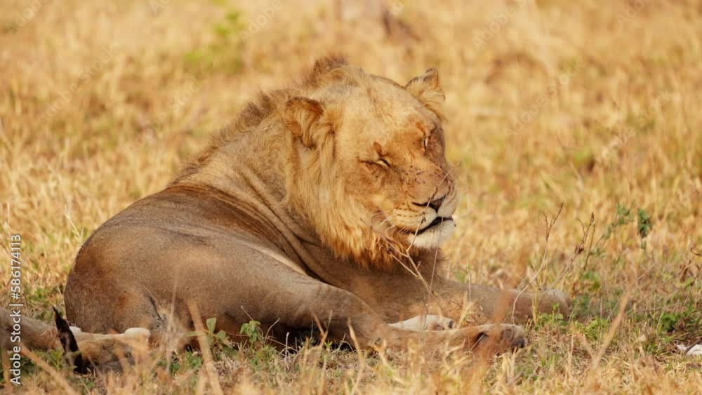 Lion Looking At Camera Then Lying Down Lion Looking At Camera Then Lying Down