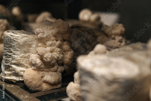close-up of lion's mane mushroom Eco-food Bio-farm Vegetarian food Edible mushrooms Growing plastic bags Shelves Food