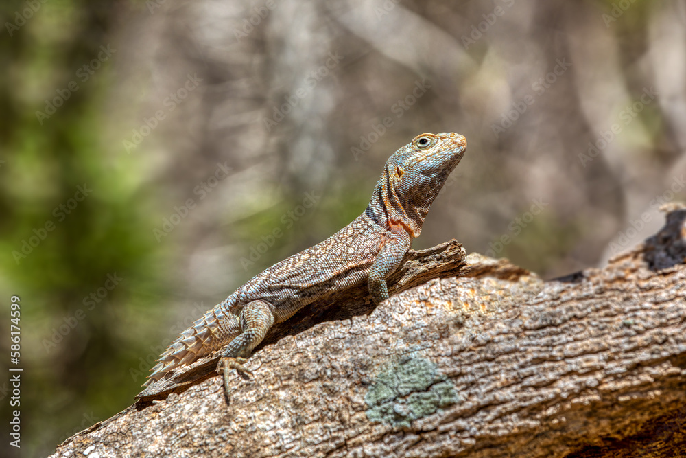 Oplurus cyclurus, also known commonly as the Madagascar swift and Merrem's Madagascar swift, is a species of lizard in the family Opluridae. Arboretum d'Antsokay. Madagascar wildlife animal Oplurus cyclurus, also known commonly as the Madagascar swift and Merrem's Madagascar swift, is a species of lizard in the family Opluridae. Arboretum d'Antsokay. Madagascar wildlife animal