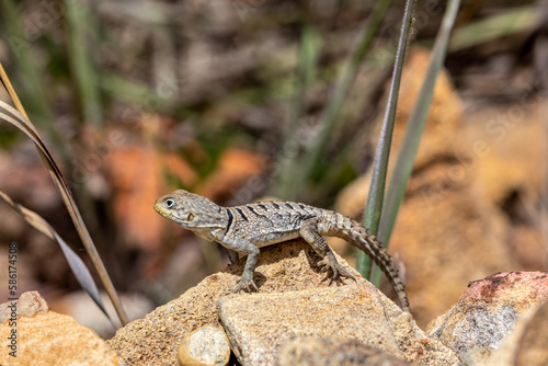 Oplurus cyclurus, also known commonly as the Madagascar swift and Merrem's Madagascar swift, is a species of lizard in the family Opluridae. Isalo National Park. Madagascar wildlife animal photo