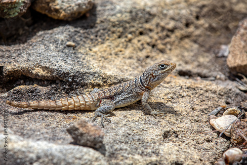 Oplurus cyclurus, also known commonly as the Madagascar swift and Merrem's Madagascar swift, is a species of lizard in the family Opluridae.. Andringitra National Park. Madagascar wildlife animal photo
