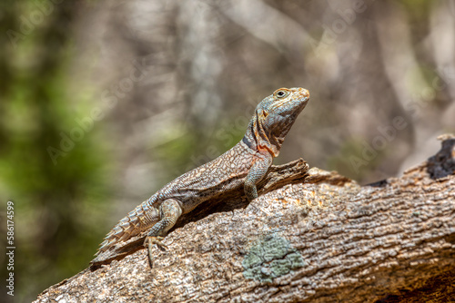 Oplurus cyclurus, also known commonly as the Madagascar swift and Merrem's Madagascar swift, is a species of lizard in the family Opluridae. Arboretum d'Antsokay. Madagascar wildlife animal photo